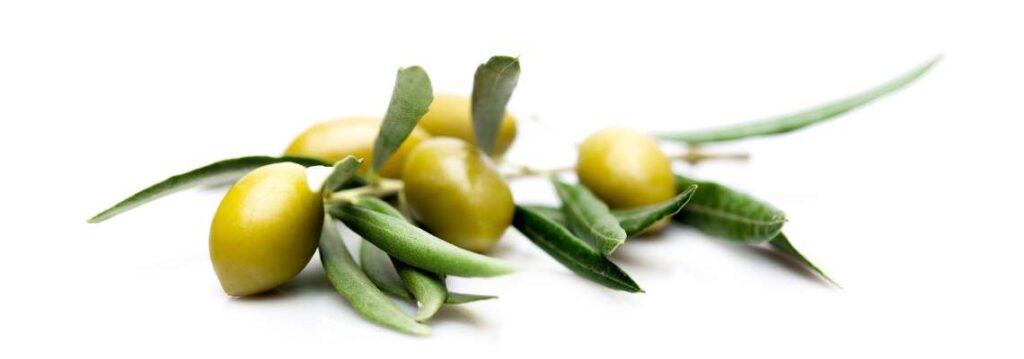 Olive branch with fresh green olives and leaves attached